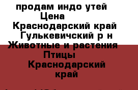 продам индо утей  › Цена ­ 350 - Краснодарский край, Гулькевичский р-н Животные и растения » Птицы   . Краснодарский край